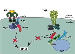 Diagram summarizing the functions of PumA, a TIR domain-containing protein from Pseudomonas aeruginosa