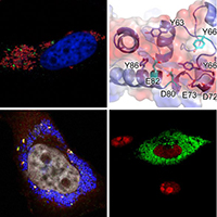 Composite image showing the detection of translocated Nyx in infected cells, the structural domain relevant for its function, the delocalization of nucleolar proteins and of SENP3.