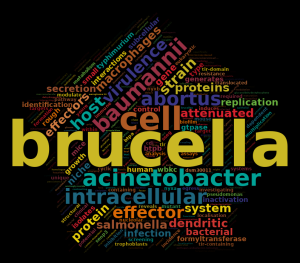 word cloud for the lab; most frequent terms associated with our research in different sizes according to importance and colour; largest is Brucella, followed by Acinetobacter, intracellular, cell, host, virulence, baumannii and abortus. The words effector, replication, and attenuated also appear.