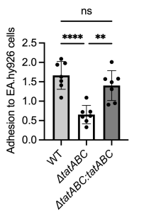 Graph showing the mutant lacking TatABC has less adhesion that the wild-type ABC141 strain to endothelial cells. The mutant phenotype is crescued by expressing a copy of the tatABC operon in the complemented strain.